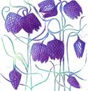 Fritillaries